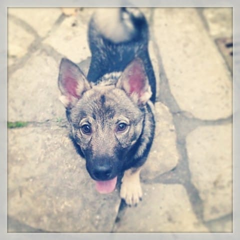 Pour ceux qui ont des compagnons de races oubliées