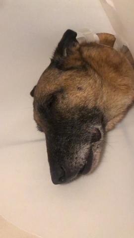 Chien qui refuse de s'alimenter ?