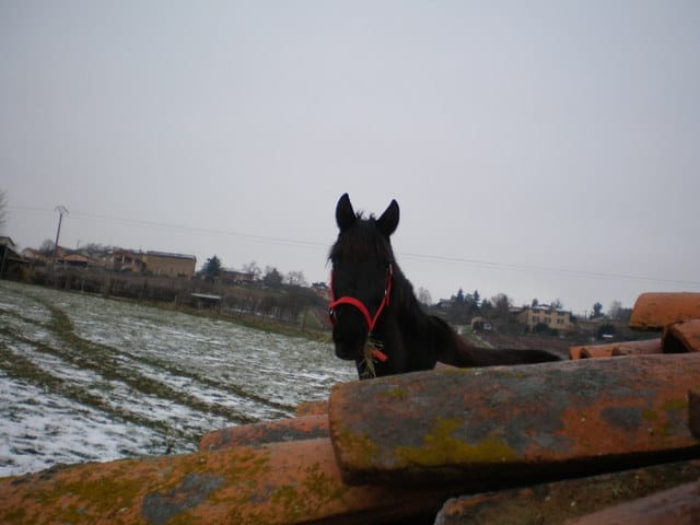 Protection pour le cheval