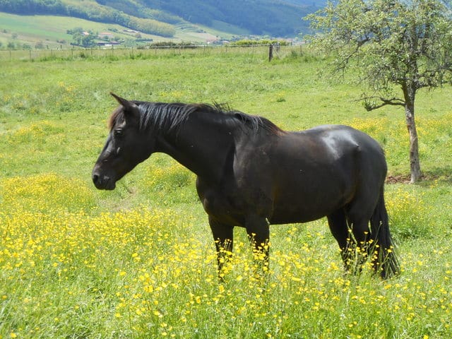 Cavalier dans le Rhône !