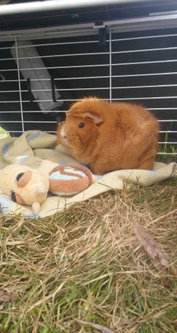 Vos Habitats de chons