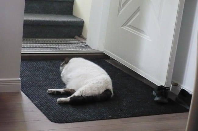 Mon chat boude ma chambre