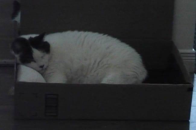 Mon chat a toujours faim