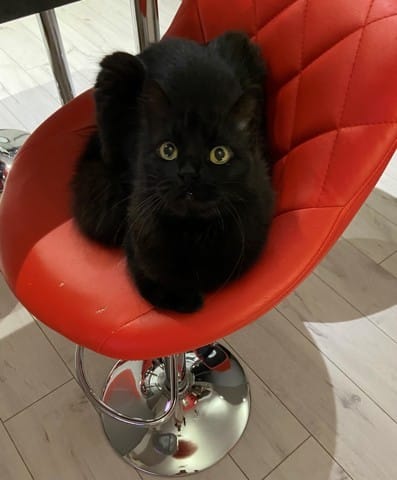 urgent décision à prendre SUB à poser sur Lola mon chat - ma vie