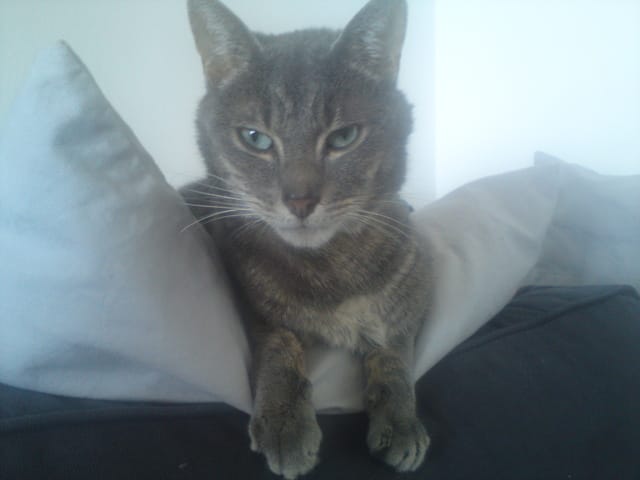 suite a un demenagement, mon chat nous reveille la nuit..que faire?