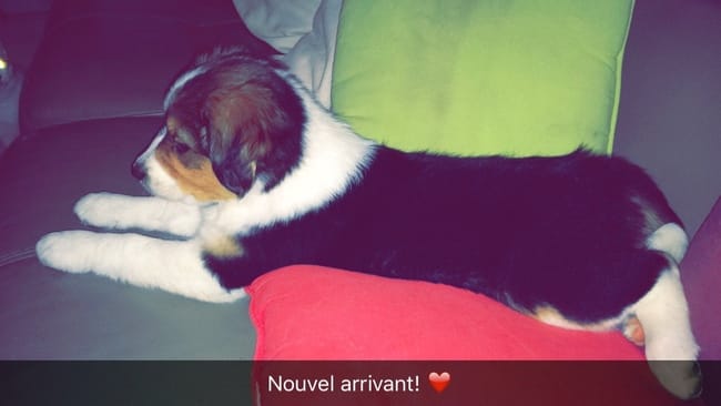De quel croisement peut être mon chien?
