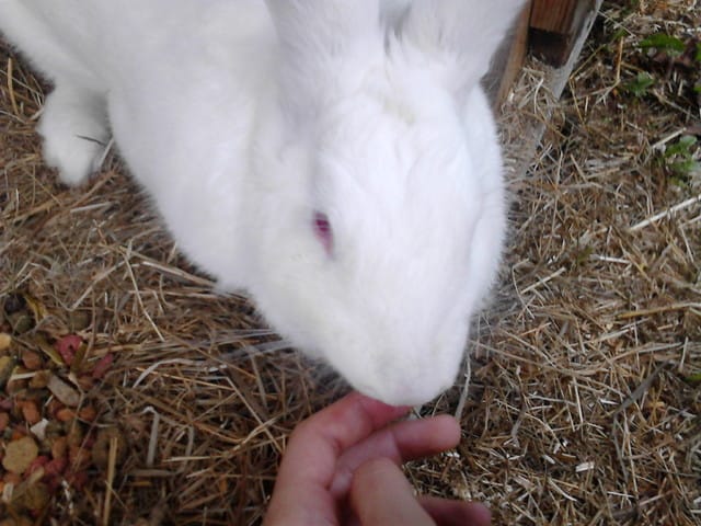 Comment convaincre son père d'avoir un autre lapin ???