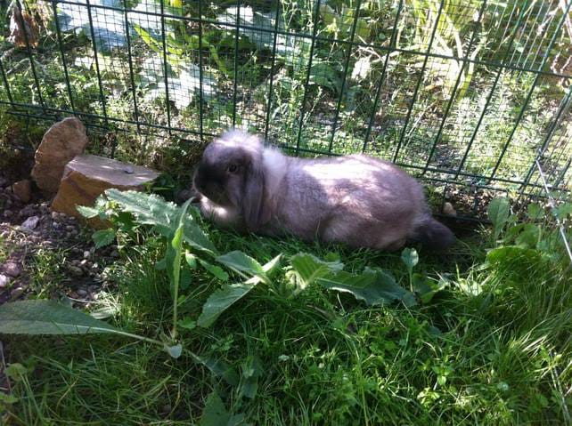 Quelle cage pour transporter un lapin ???