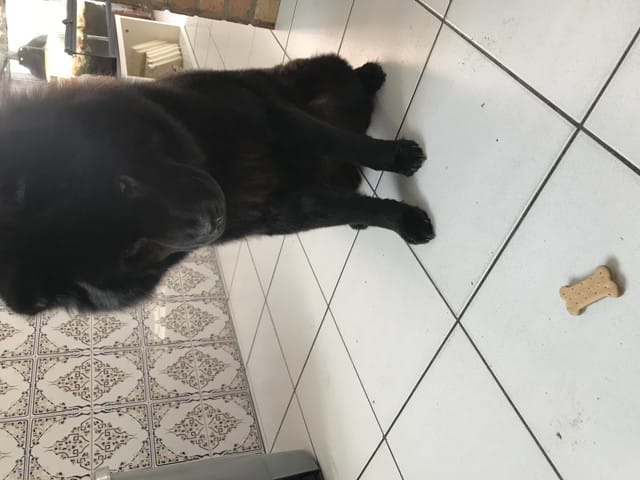 Renseignement sur mon Chow Chow