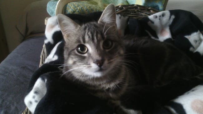 Mon chat est enfermé ...
