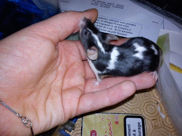 Recherche à faire adopter deux souris mâles