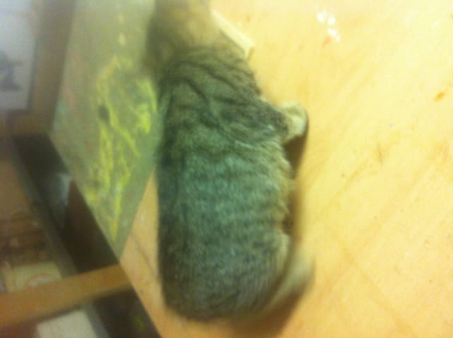 danne chaton femmelle tres caline et gentille