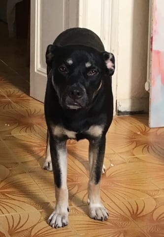 comment être sure que mon chien ne sera pas catégorisé à son entrée en France ?