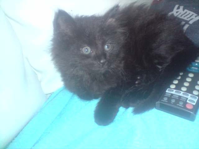 chat maison ou dehors?