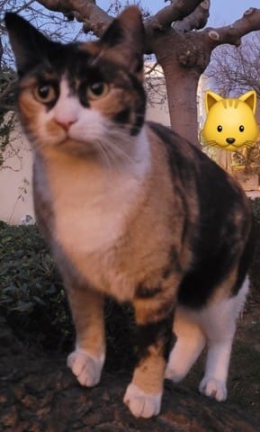Chatte naine et race ?