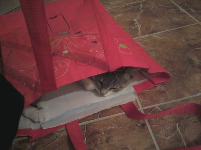 chats et sac
