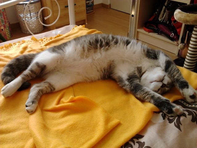 la dur vie de mon chat