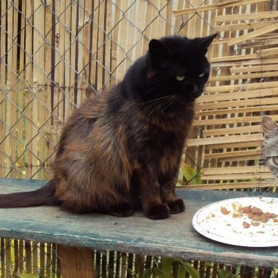 SPA (petits amours à adopter)