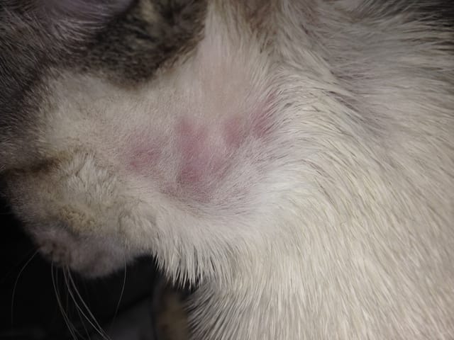 Boutons sur la joue de mon chat