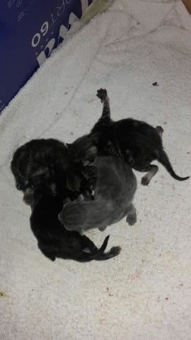 chatons à donner