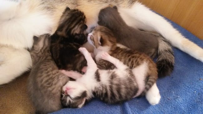 Chatons à donner (pont-à-Celles).