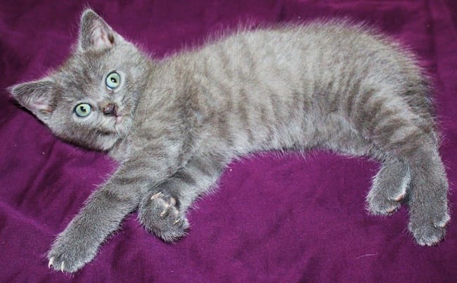 Qui peut déterminer si un chaton est de race ?