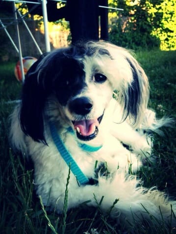 Chien chinois à houpette cherche accueil
