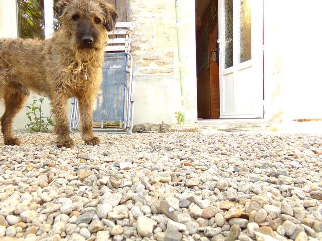 Quelle race d'après vous?