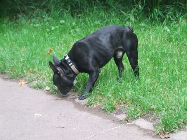 mon bouledogue mange bien et il ne grossit pas