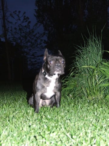 saillie bouledogue francais