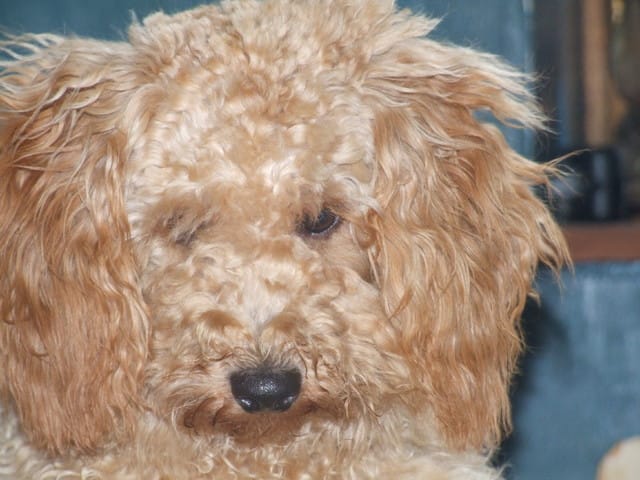 enfin la photo de loulou