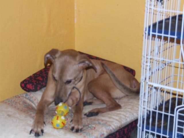 Mon chien a maigri