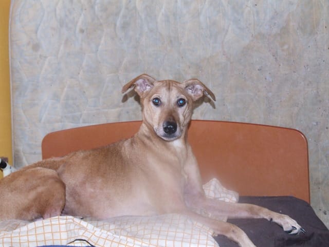 mon malinois refuse que je sois dans la voiture