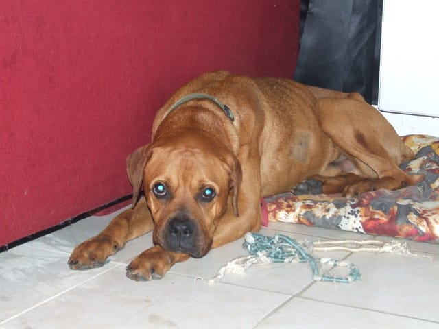 django croiséboxer/dogue de bordeaux