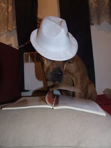 django croiséboxer/dogue de bordeaux