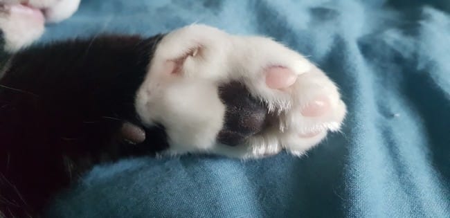 Blessure de patte : comment diagnostiquer ?