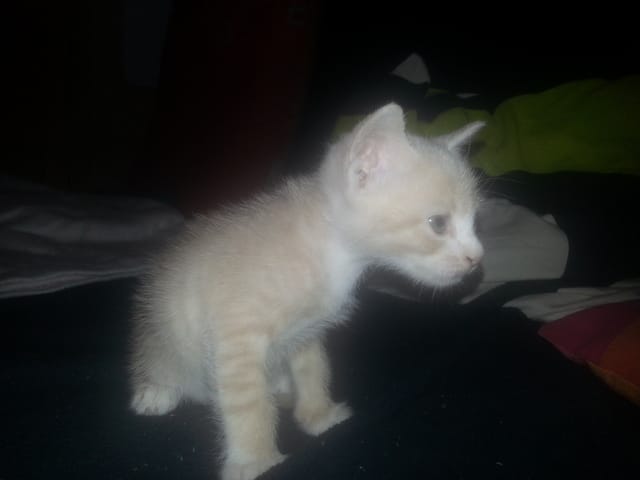chaton de 2 mois , quelles croquettes pour lui ? 