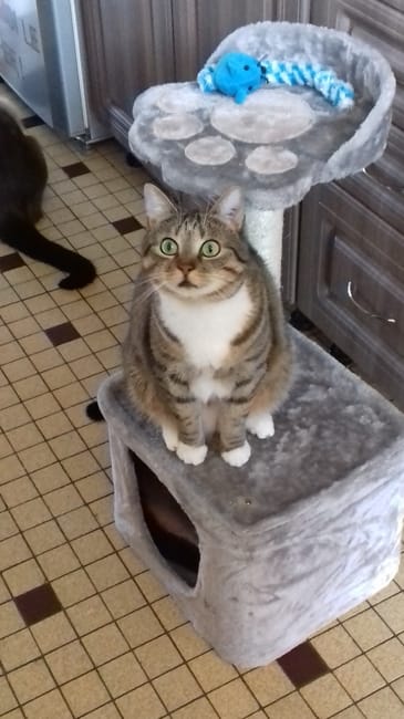 Présentation de ma minette des rues, Kitty
