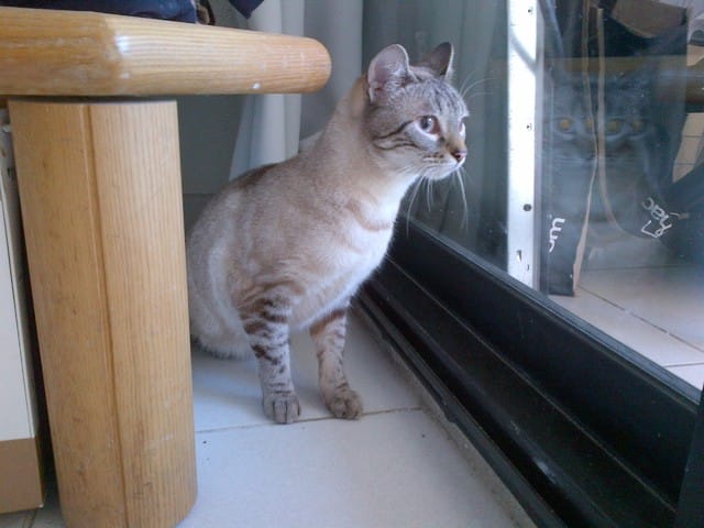 Trouvé Bengal type