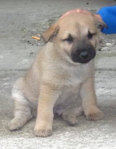 Connaissez-vous ce chien ?