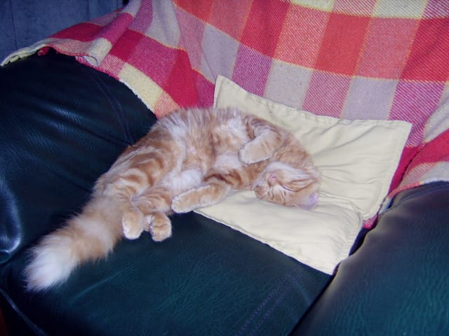 chat agressif