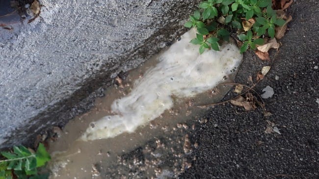 Mein Hund bricht jeden Morgen