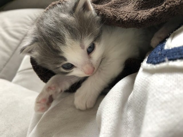 Éducation chaton non sevré