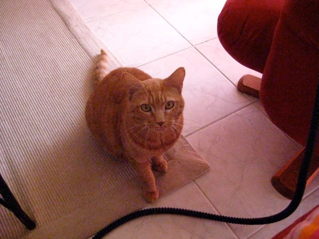 Surmonter la perte de son compagnon