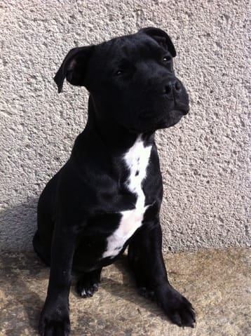 Passionnés de Staffordshire Bull Terrier c'est ici