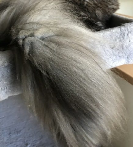 Combien de temps met la queue d’un chat pour pousser ?