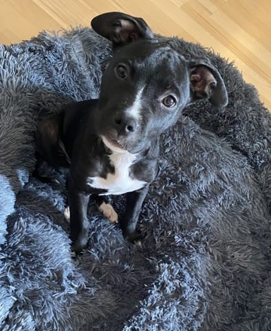 Staff ou staffy