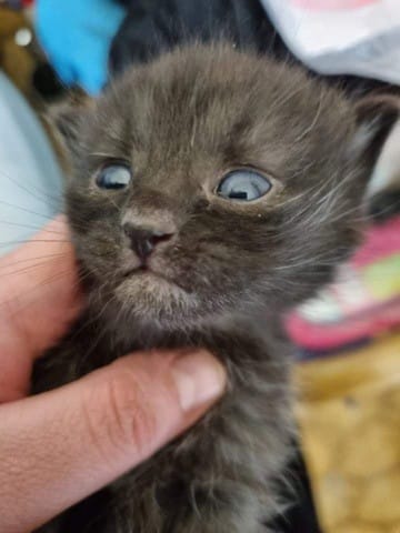 Chaton noir avec beaucoup de poils blancs