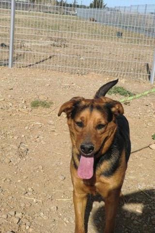 Adoption chien spa