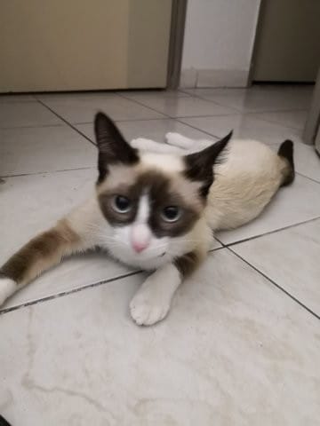 siamois croisé ou snowshoe